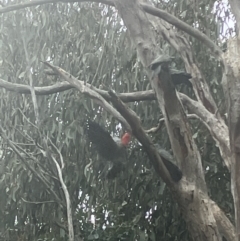 Callocephalon fimbriatum at Hughes, ACT - suppressed