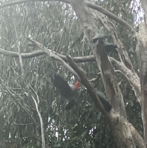 Callocephalon fimbriatum at Hughes, ACT - suppressed