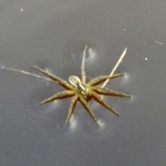 Dolomedes sp. (genus) (Fishing spider) at QPRC LGA - 8 Aug 2022 by Paul4K