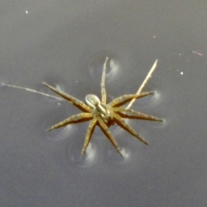 Unidentified Water spider (Pisauridae) (TBC) at suppressed by Paul4K