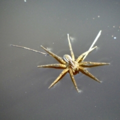 Dolomedes sp. (genus) at Borough, NSW - 8 Aug 2022