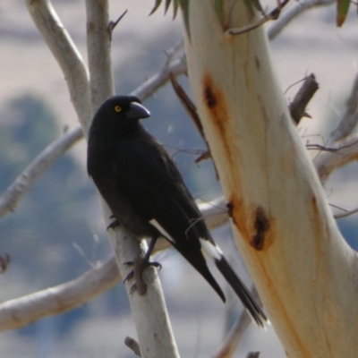 Strepera graculina (Pied Currawong) at QPRC LGA - 9 Aug 2022 by Paul4K