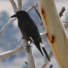 Strepera graculina at Borough, NSW - suppressed