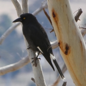 Strepera graculina at Borough, NSW - 9 Aug 2022