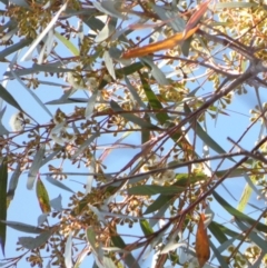 Eucalyptus sieberi at Borough, NSW - 10 Aug 2022