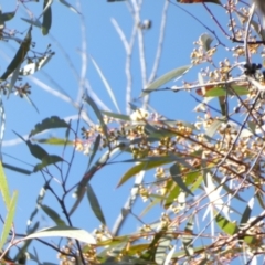 Eucalyptus sieberi at Borough, NSW - 10 Aug 2022