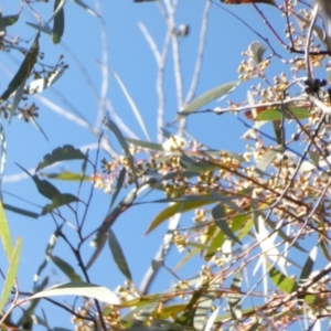 Eucalyptus sieberi at Borough, NSW - suppressed