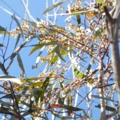 Eucalyptus sieberi at Borough, NSW - 10 Aug 2022