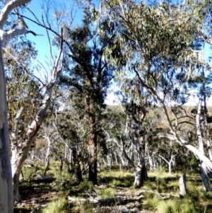 Eucalyptus sieberi at Borough, NSW - 10 Aug 2022