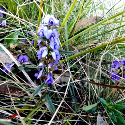 Hovea heterophylla (Common Hovea) at Borough, NSW - 9 Aug 2022 by Paul4K