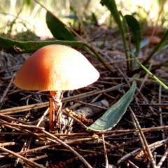 Unidentified Cap on a stem; gills below cap [mushrooms or mushroom-like] (TBC) at Borough, NSW - 9 Aug 2022 by Paul4K
