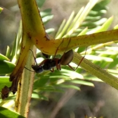 Camponotus suffusus (Golden-tailed sugar ant) at QPRC LGA - 10 Aug 2022 by Paul4K