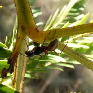 Camponotus suffusus at Borough, NSW - 10 Aug 2022