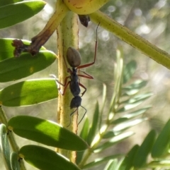 Camponotus suffusus at Borough, NSW - 10 Aug 2022