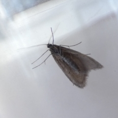 Lepidoscia (genus) ADULT (A Case moth) at Borough, NSW - 10 Aug 2022 by Paul4K