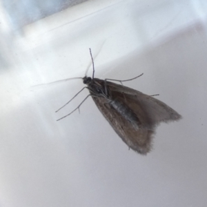 Unidentified Moth (Lepidoptera) (TBC) at suppressed by Paul4K