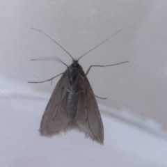 Lepidoscia (genus) ADULT at Borough, NSW - 10 Aug 2022