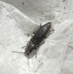 Crepidomenus fulgidus (Click beetle) at QPRC LGA - 10 Aug 2022 by Paul4K