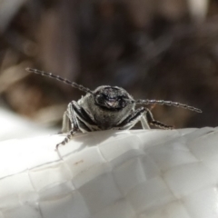 Crepidomenus fulgidus at Borough, NSW - suppressed