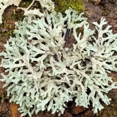 Lichen - foliose at Crace Grasslands - 11 Aug 2022 by trevorpreston