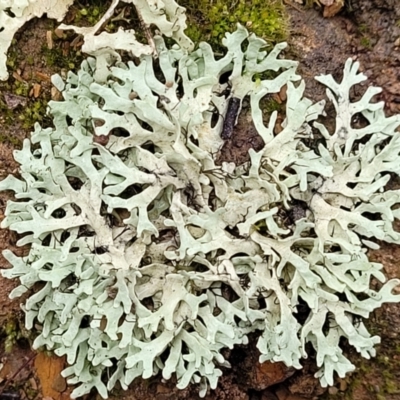 Lichen - foliose at Mitchell, ACT - 11 Aug 2022 by trevorpreston