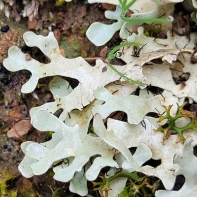 Lichen - foliose at Mitchell, ACT - 11 Aug 2022 by trevorpreston