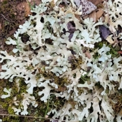 Lichen - foliose at Mitchell, ACT - 11 Aug 2022 12:03 PM