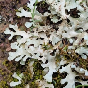 Lichen - foliose at Mitchell, ACT - 11 Aug 2022 12:03 PM