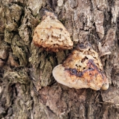 Hexagonia vesparia (Wasp Nest Polypore) at Mitchell, ACT - 11 Aug 2022 by trevorpreston