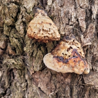 Hexagonia vesparia (Wasp Nest Polypore) at Crace Grasslands - 11 Aug 2022 by trevorpreston