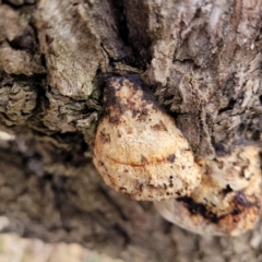 Hexagonia vesparia at Mitchell, ACT - 11 Aug 2022