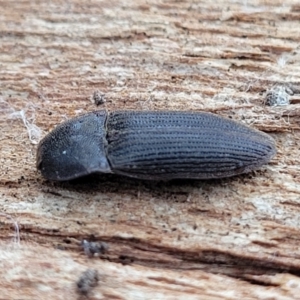 Agrypnus sp. (genus) at Mitchell, ACT - 11 Aug 2022