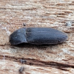 Agrypnus sp. (genus) (Rough click beetle) at Mitchell, ACT - 11 Aug 2022 by trevorpreston