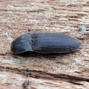 Agrypnus sp. (genus) (Rough click beetle) at Mitchell, ACT by trevorpreston