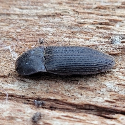 Agrypnus sp. (genus) (Rough click beetle) at Crace Grasslands - 11 Aug 2022 by trevorpreston