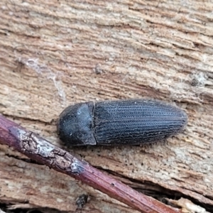 Agrypnus sp. (genus) at Mitchell, ACT - 11 Aug 2022