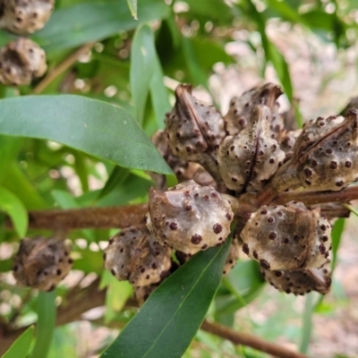 Hakea salicifolia (Willow-leaved Hakea) at Crace Grasslands - 11 Aug 2022 by trevorpreston
