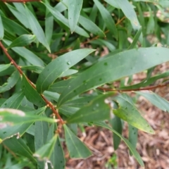 Hakea salicifolia at Mitchell, ACT - 11 Aug 2022