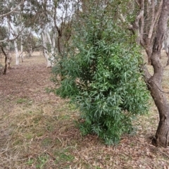 Hakea salicifolia at Mitchell, ACT - 11 Aug 2022