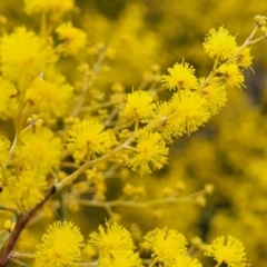 Acacia boormanii (Snowy River Wattle) at Crace Grasslands - 11 Aug 2022 by trevorpreston