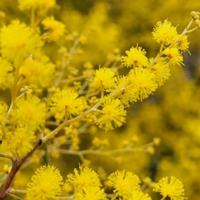 Acacia boormanii (Snowy River Wattle) at Crace Grasslands - 11 Aug 2022 by trevorpreston