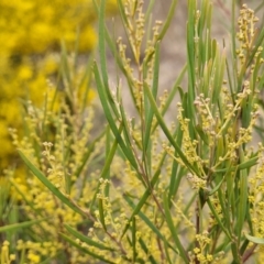 Acacia boormanii at Mitchell, ACT - 11 Aug 2022