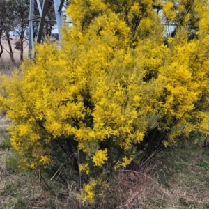 Acacia boormanii at Mitchell, ACT - 11 Aug 2022