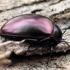 Chalcopteroides spectabilis (Rainbow darkling beetle) at Crace Grasslands - 11 Aug 2022 by trevorpreston