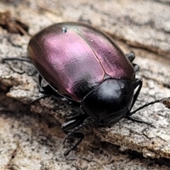 Chalcopteroides spectabilis at Mitchell, ACT - 11 Aug 2022 11:52 AM