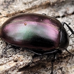 Chalcopteroides spectabilis at Mitchell, ACT - 11 Aug 2022 11:52 AM