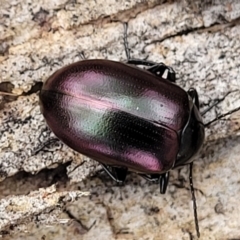 Chalcopteroides spectabilis at Mitchell, ACT - 11 Aug 2022 11:52 AM