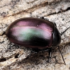 Chalcopteroides spectabilis at Mitchell, ACT - 11 Aug 2022 11:52 AM