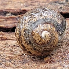 Cornu aspersum (Common Garden Snail) at Mitchell, ACT - 11 Aug 2022 by trevorpreston