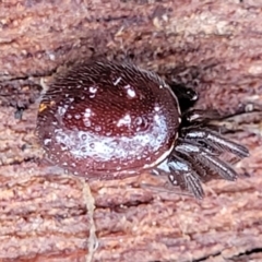 Steatoda capensis (South African cupboard spider) at Mitchell, ACT - 11 Aug 2022 by trevorpreston